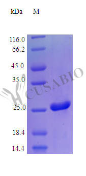 CSB-AP000481HU