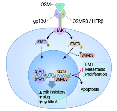 OSM受体的结合激活JAK3/STAT1途径,并对癌细胞施加细胞毒作用