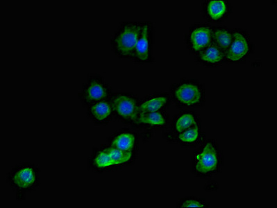 CSB-PA001567LA01HU