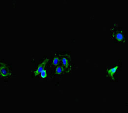 CSB-PA015072LA01HU