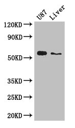 CSB-PA001567LA01HU