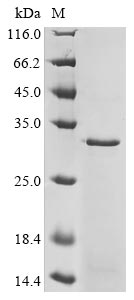 CSB-EP007179HU1