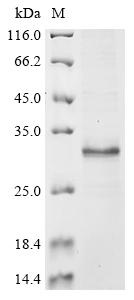 CSB-EP021429HU