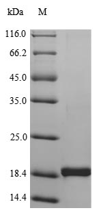 CSB-YP023955HU